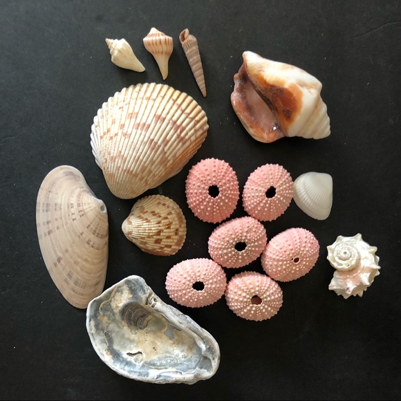 Lot of Sea Shells